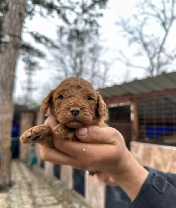 Red Poodle Erkek Bebeklerimiz