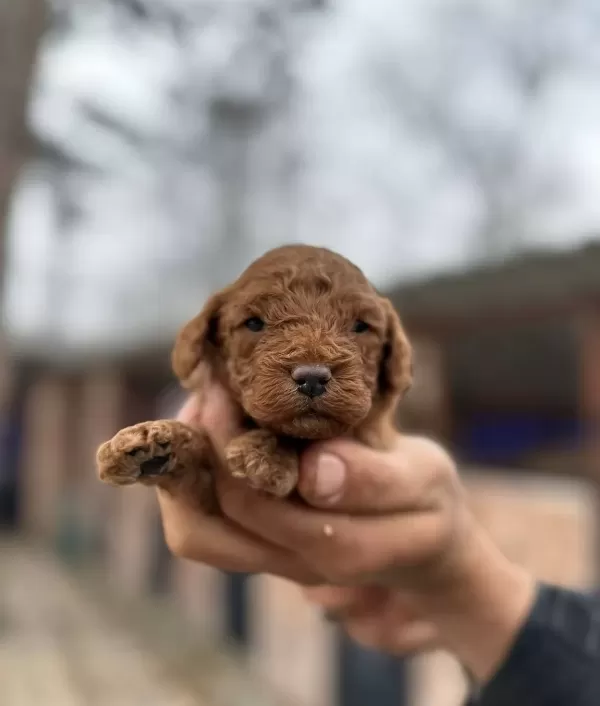 Red Poodle Erkek Bebeklerimiz