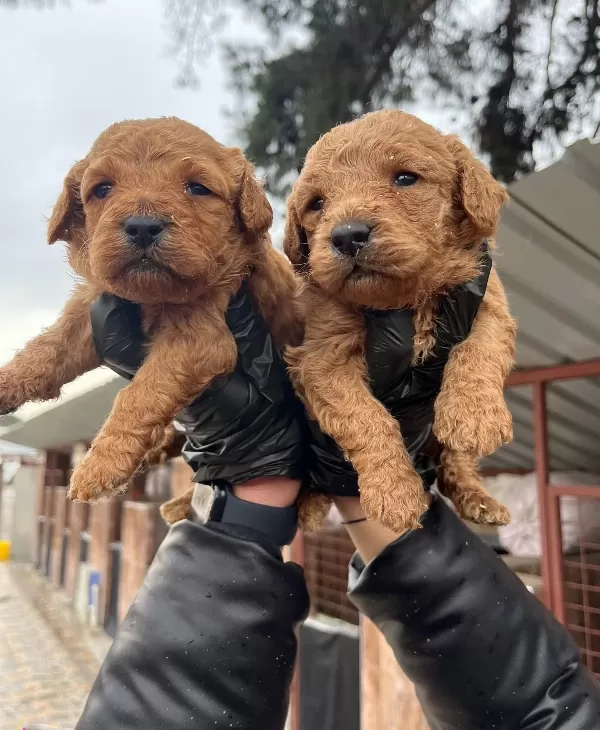 Red Poodle Erkek Bebeklerimiz