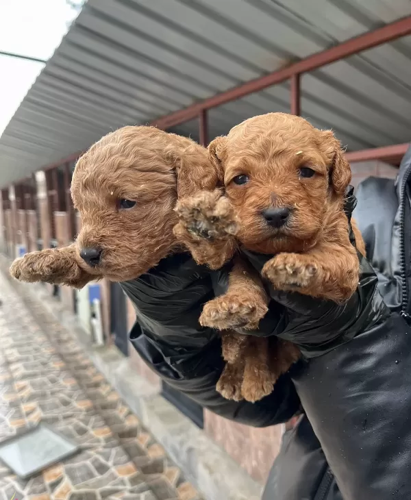 Red Poodle Erkek Bebeklerimiz