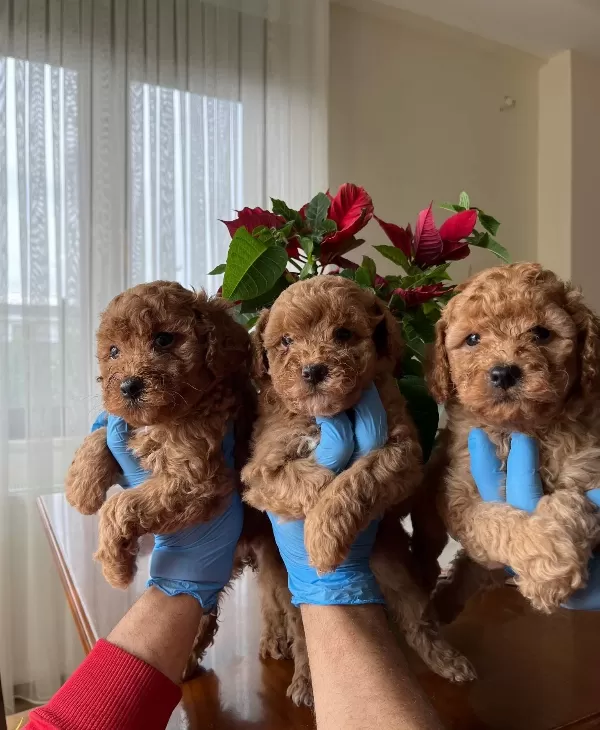 Red Brown Poodle Bebekler