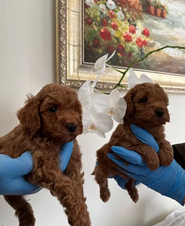 Red Brown Poodle Bebekler