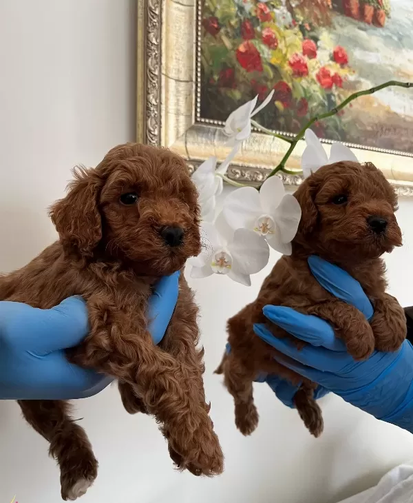 Red Brown Poodle Bebekler