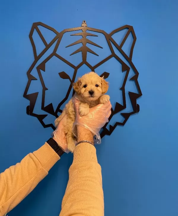 Mukemmel Maltipoo Yavrularımız