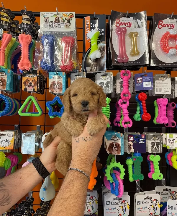Oyuncak Surat Gerçek Maltipoo Yavrularımız