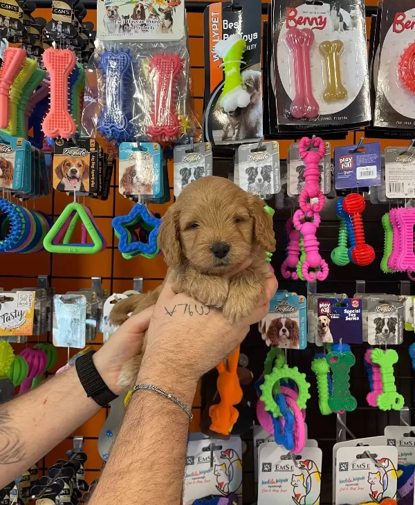 Oyuncak Surat Gerçek Maltipoo Yavrularımız