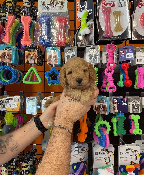 Oyuncak Surat Gerçek Maltipoo Yavrularımız