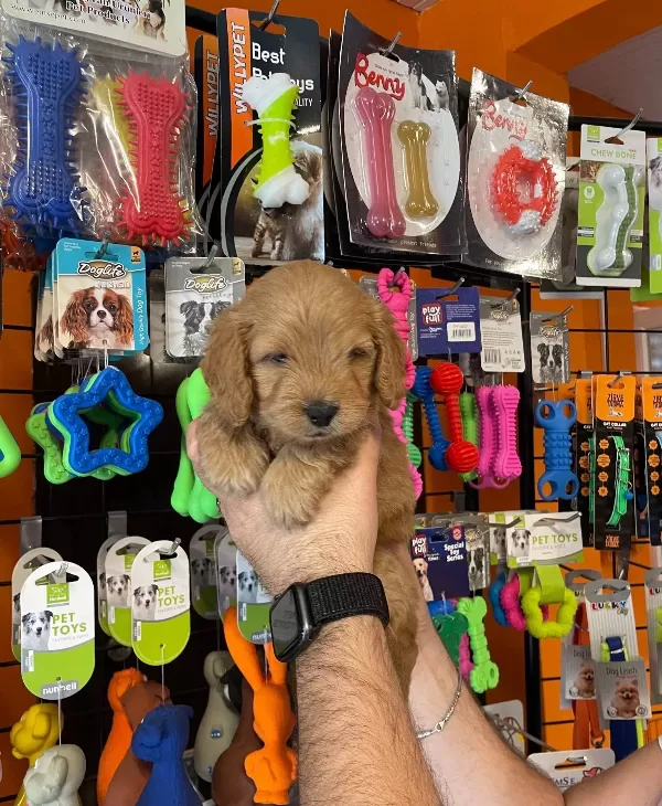 Oyuncak Surat Gerçek Maltipoo Yavrularımız