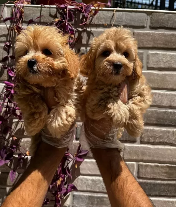 Renk Renk Maltipoo Bebekler