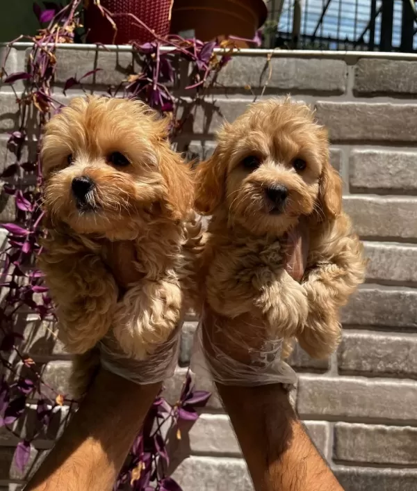 Renk Renk Maltipoo Bebekler