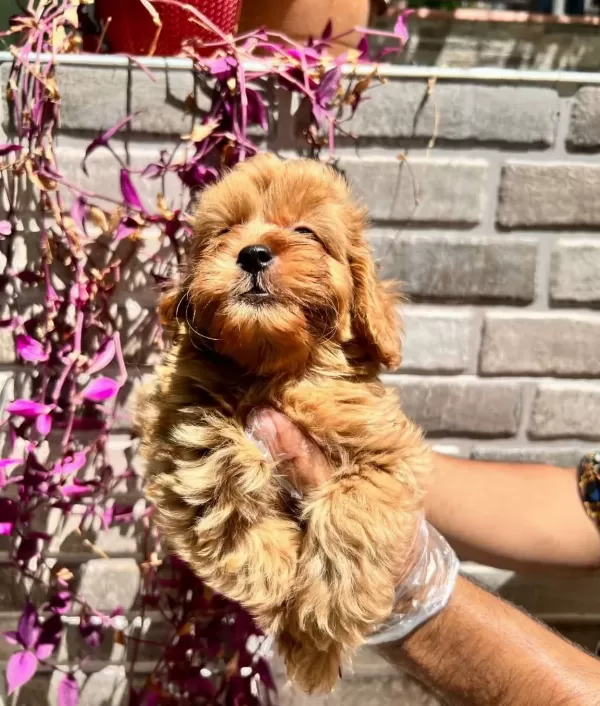 Renk Renk Maltipoo Bebekler