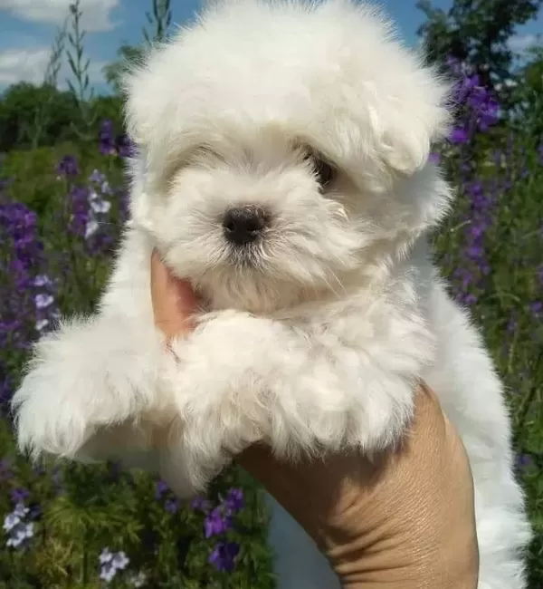 Tea Cup Maltese Terrier Yavrularımız