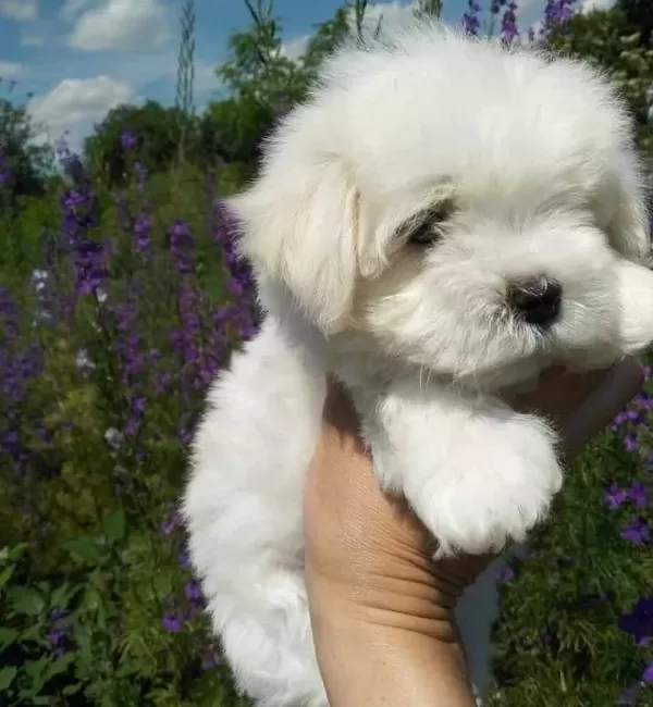Tea Cup Maltese Terrier Yavrularımız