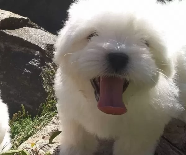 Tea Cup Maltese Terrier Yavrularımız
