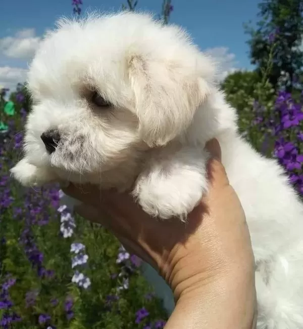 Tea Cup Maltese Terrier Yavrularımız