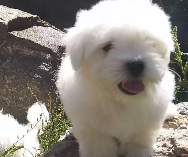Tea Cup Maltese Terrier Yavrularımız