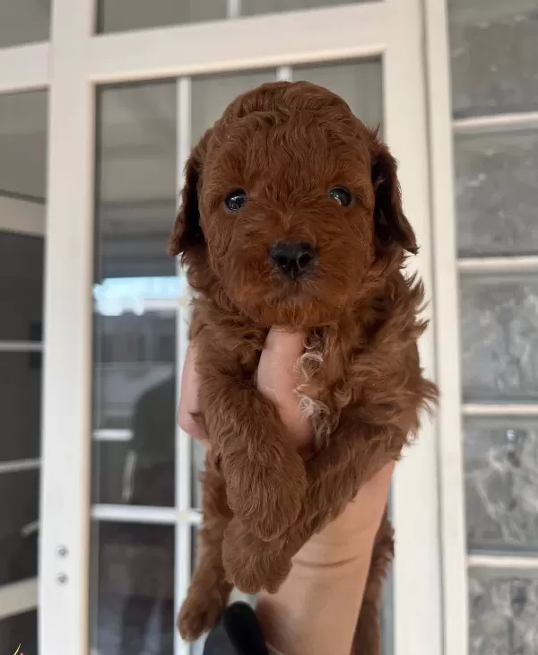 Ust Kalite Red Toy Poodle Yavrular