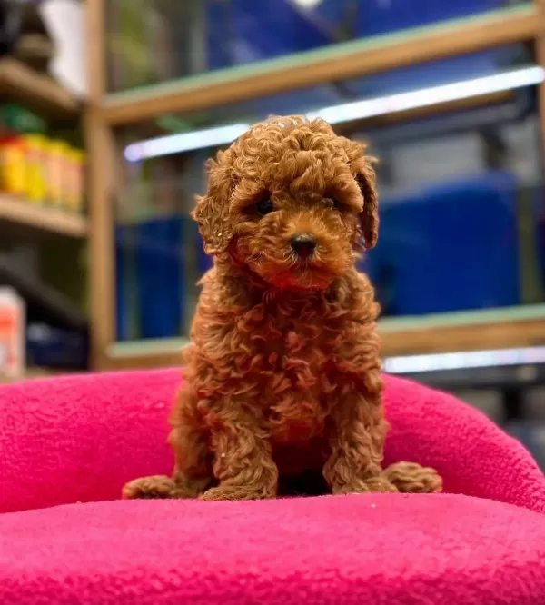 Efsane Toyy Poodle Yavrumuz