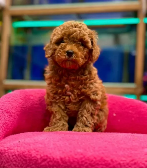 Efsane Toyy Poodle Yavrumuz