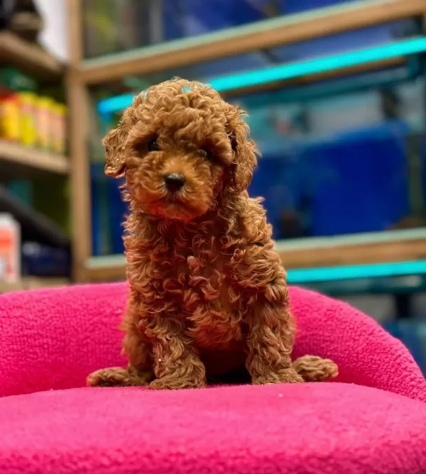 Efsane Toyy Poodle Yavrumuz