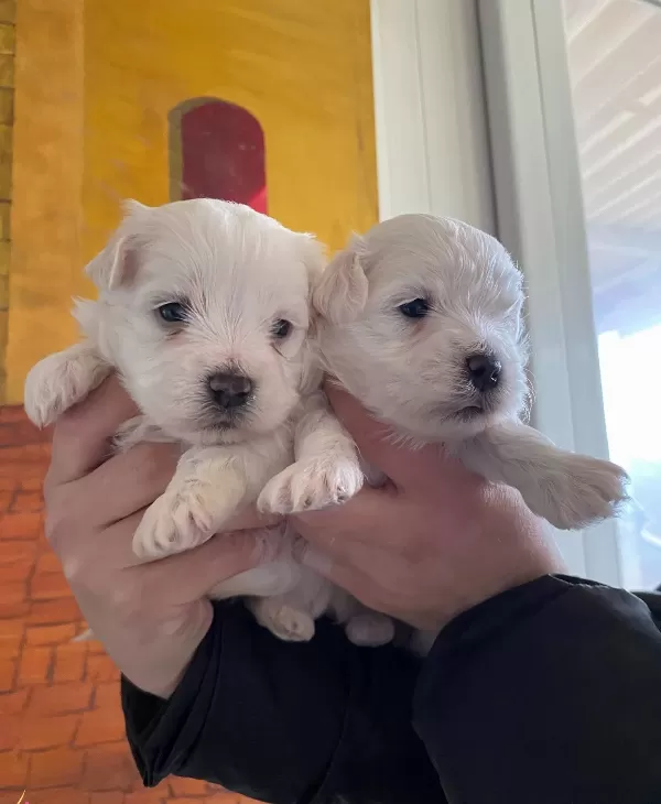 Pamuk Gibi Maltese Bebekler