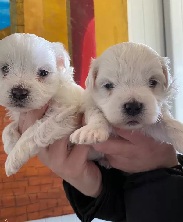 Pamuk Gibi Maltese Bebekler