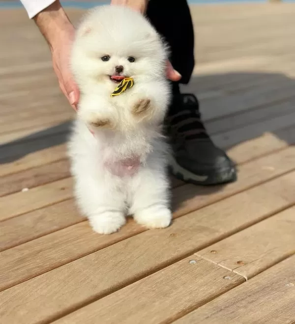 Harika tüy Yapisina Sahip Pomeranian