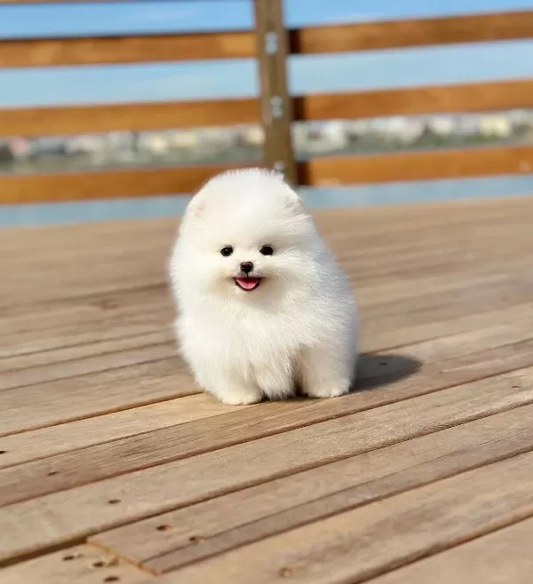 Harika tüy Yapisina Sahip Pomeranian