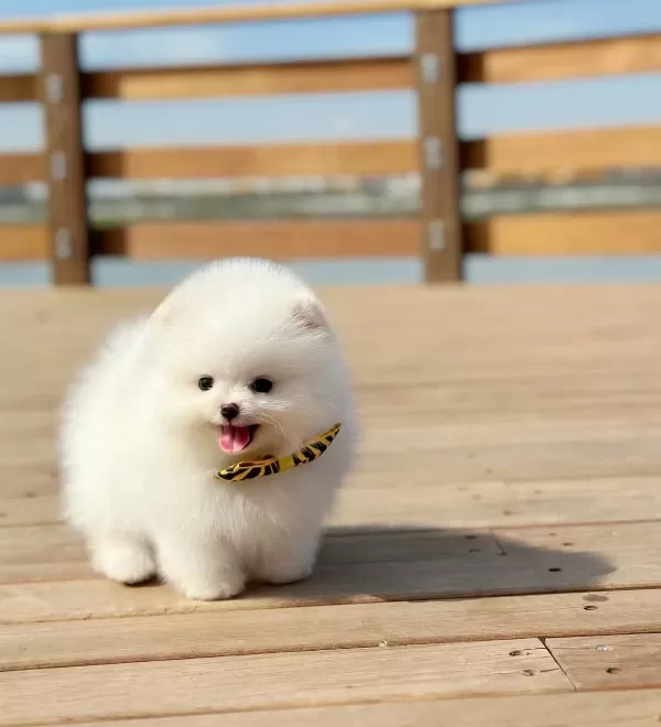 Harika tüy Yapisina Sahip Pomeranian