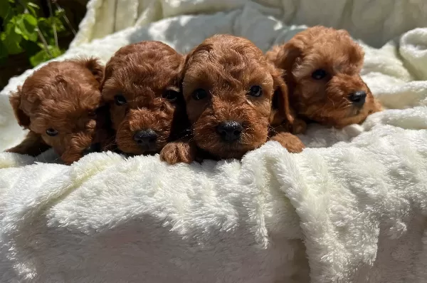 Cicek Gibi Toy Red Poodle Bebeklerimiz