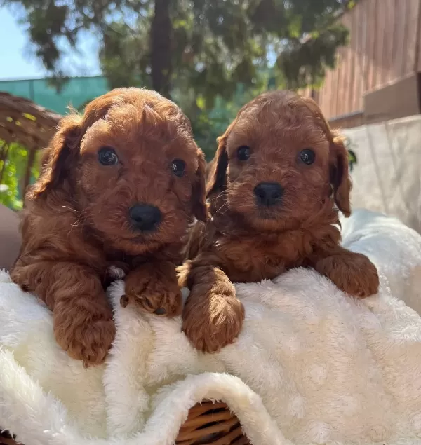 Cicek Gibi Toy Red Poodle Bebeklerimiz