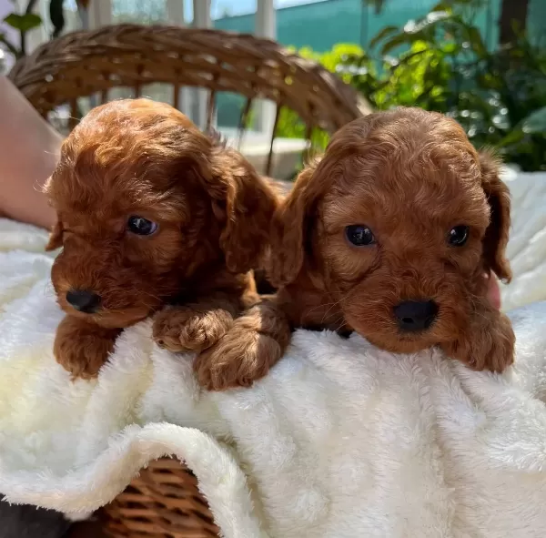 Cicek Gibi Toy Red Poodle Bebeklerimiz