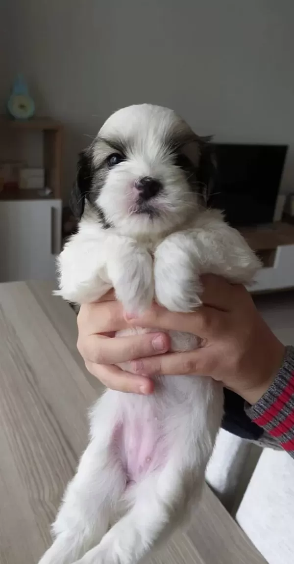 Safkan Irk Garantili Shih Tzu Yavruları