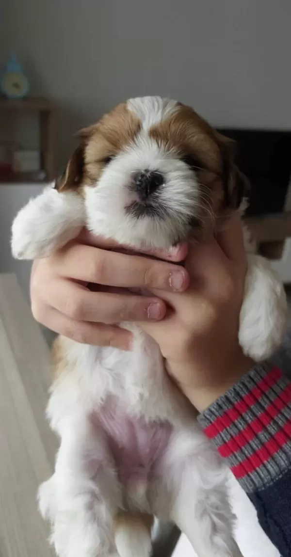 Safkan Irk Garantili Shih Tzu Yavruları