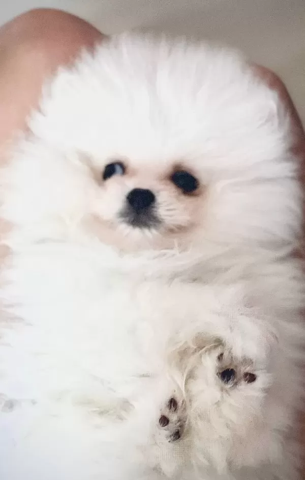 Tedybear Pomeranian Boo
