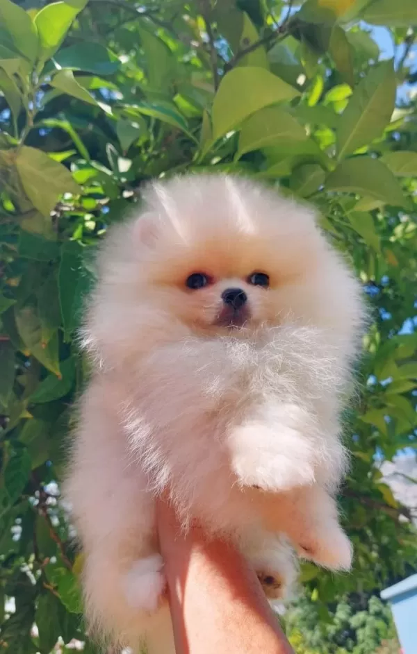 Tedybear Pomeranian Boo