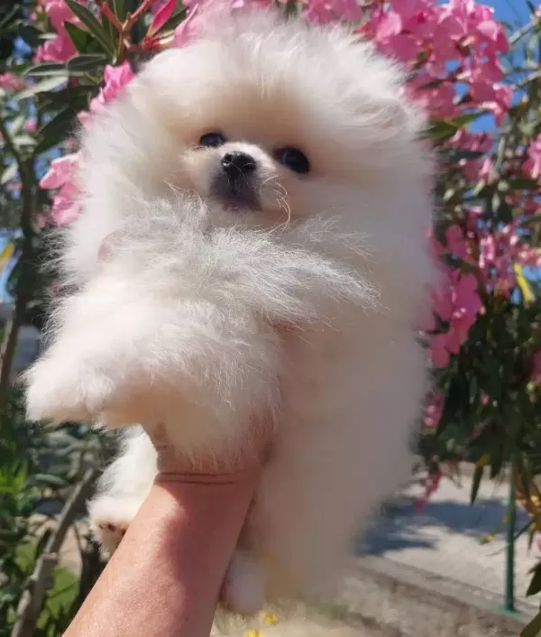 Karbeyaz Pomeriyan Tedy Bear