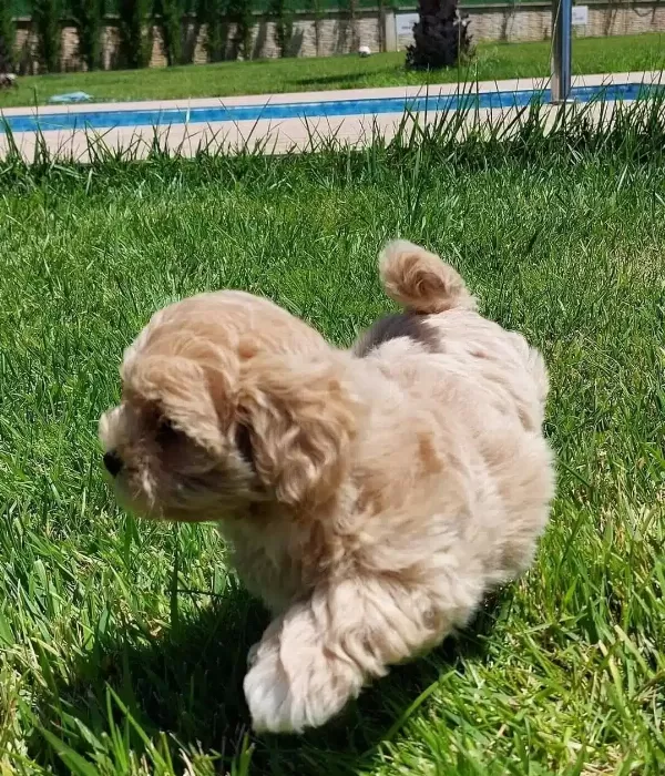 Bebek yüzlü Maltipoo Yavruları