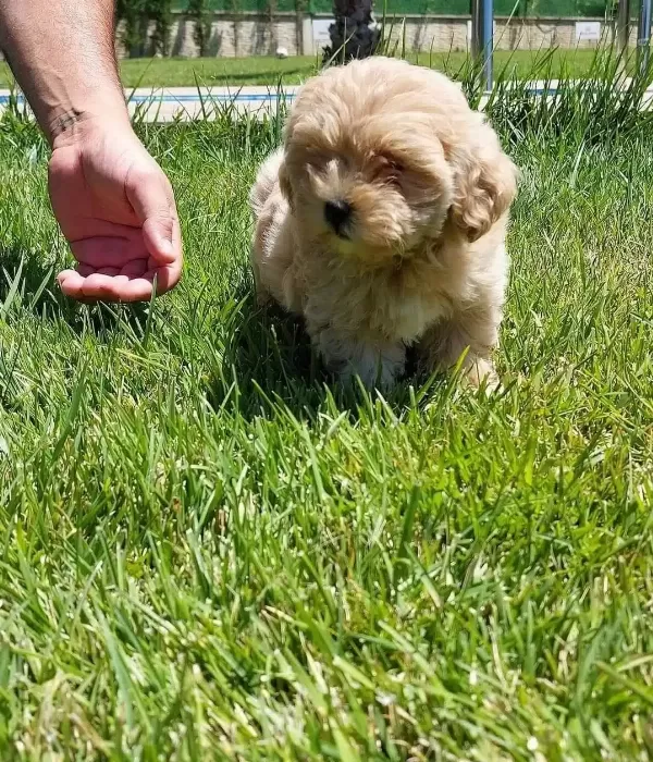 Bebek yüzlü Maltipoo Yavruları