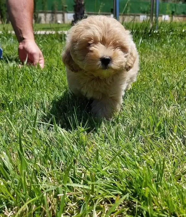 Bebek yüzlü Maltipoo Yavruları