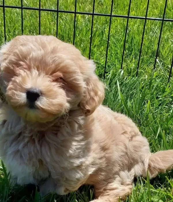 Bebek yüzlü Maltipoo Yavruları
