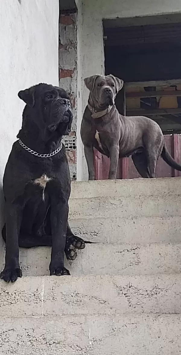 Super Cane Corso Yavrularımız