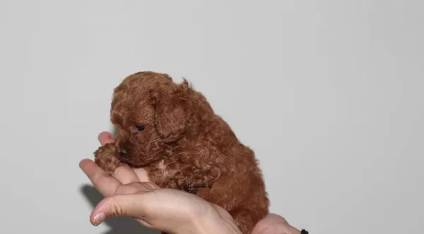 Ev Ortamından Orjinal Toy Poodle Yavrularımız