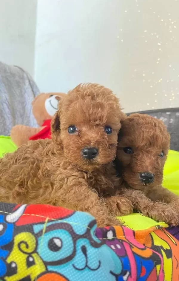 Ev Ortamından Orjinal Toy Poodle Yavrularımız
