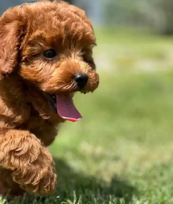 Turkiyenin En Ozel Toy Poodle Cifligine Bekliyoruz