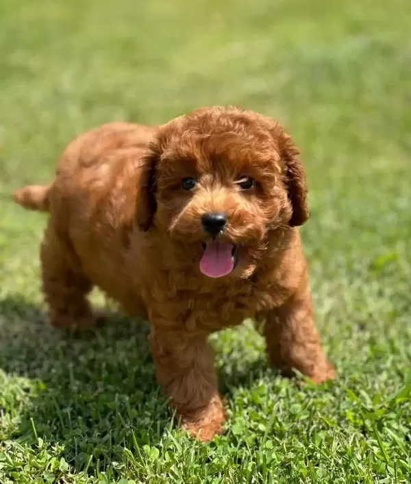 Turkiyenin En Ozel Toy Poodle Cifligine Bekliyoruz