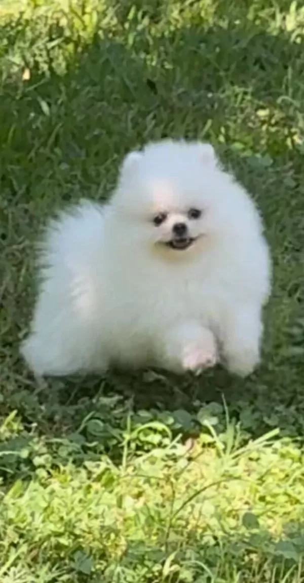 Karbeyaz Boo Yavrumuz