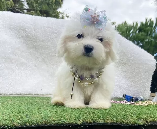 Safkan Maltese Terrier