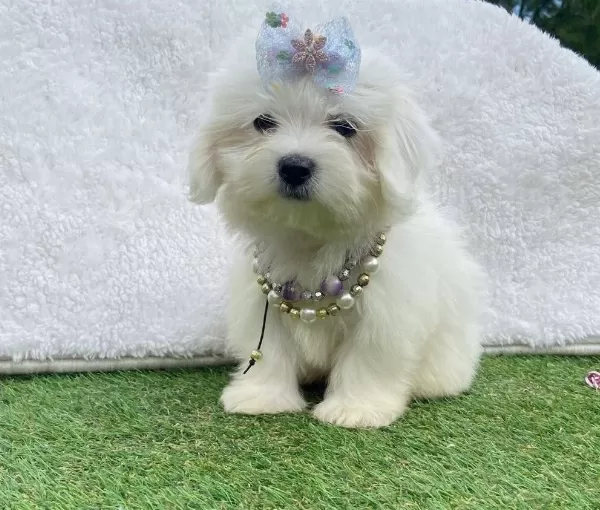 Safkan Maltese Terrier