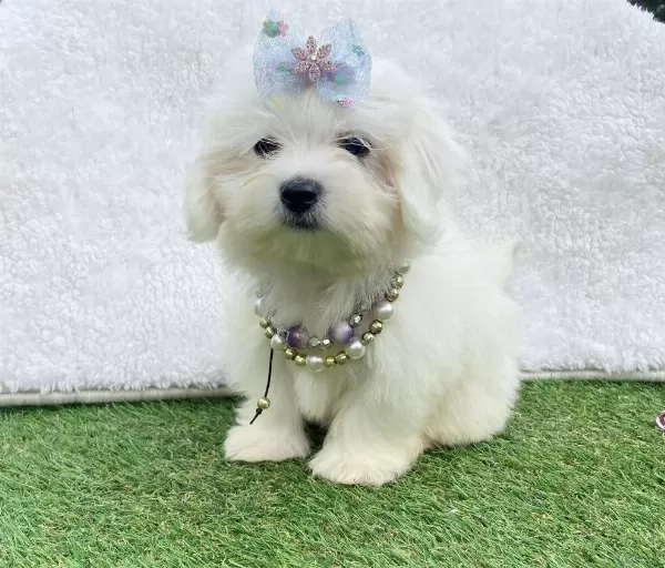 Safkan Maltese Terrier